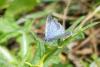 Celastrina argiolus